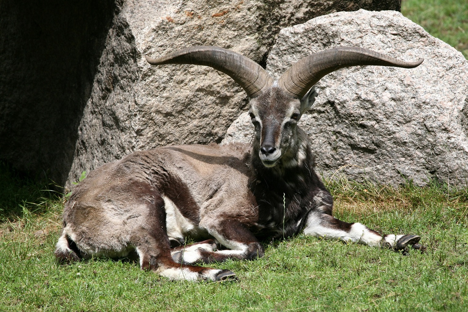 A picture of a bharal, or blue sheep, sitting in front of a rock in the Bhutanese mountains
